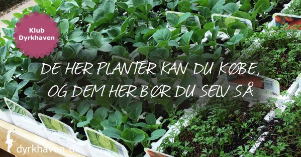 Se planterne du godt kan købe som udplantningsplanter, og hvilke du selv bør så - Klub Dyrkhaven gør det nemmere at dyrke din have