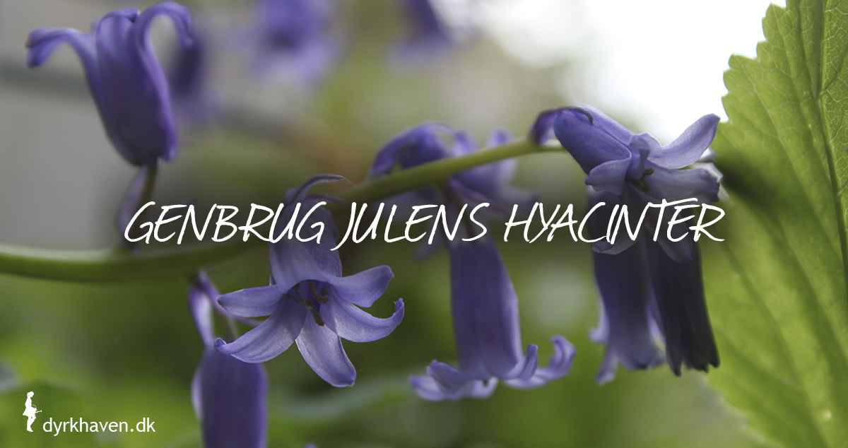 Genbrug julens hyacinter i haven og få masser af blomstrende hyacinter til foråret - Dyrkhaven.dk