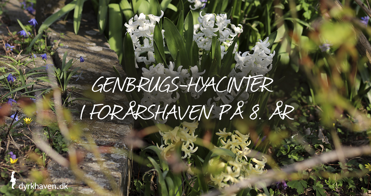 Genbruger du julens hyacinter i haven, kan du få gratis hyacinter i mange år fremover fra april, hvor hyacinterne springer ud - Dyrkhaven.dk