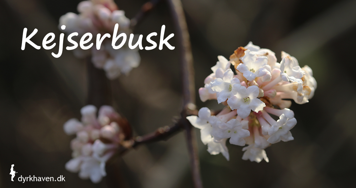 Kejserbusk blomstrer om vinteren og duften er dejlig vaniljeagtig - Dyrkhaven.dk gør det nemt at dyrke have