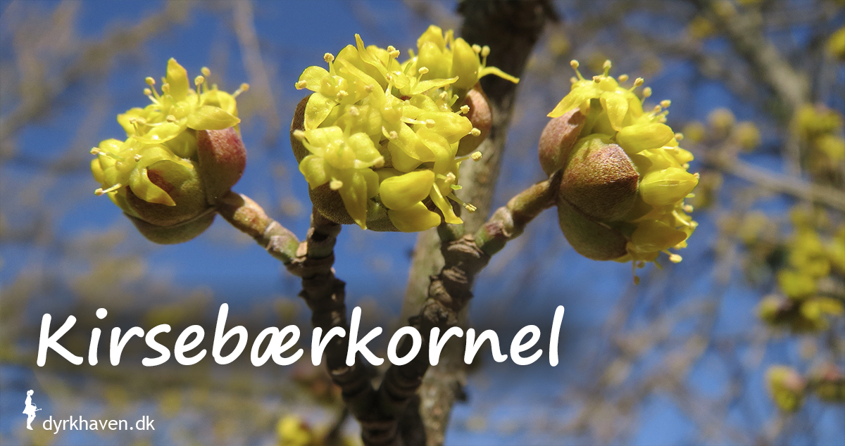 Kirsebærkornel blomstrer sidst på vinteren med små klynger af gule blomster - Dyrkhaven.dk gør det nemt at dyrke have