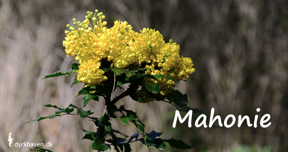 Der skal bare en enkelt blomster på mahonie til at skabe en dramatisk effekt, endnu mere fordi den blomstrer om vinteren - Dyrkhaven.dk gør det nemt at dyrke have
