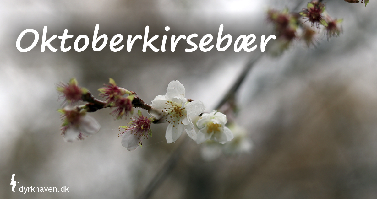 Oktoberkirsebær er noget af det mest overraskende og yndige, som blomstrer i vinterhaven - Dyrkhaven.dk gør det nemt at dyrke have