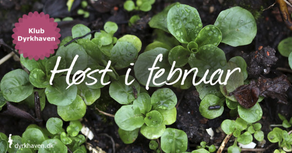 Selv sidst på vinteren i februar kan der være lækre grøntsager at hente i køkkenhaven - Klub Dyrkhaven gør det nemt at dyrke have
