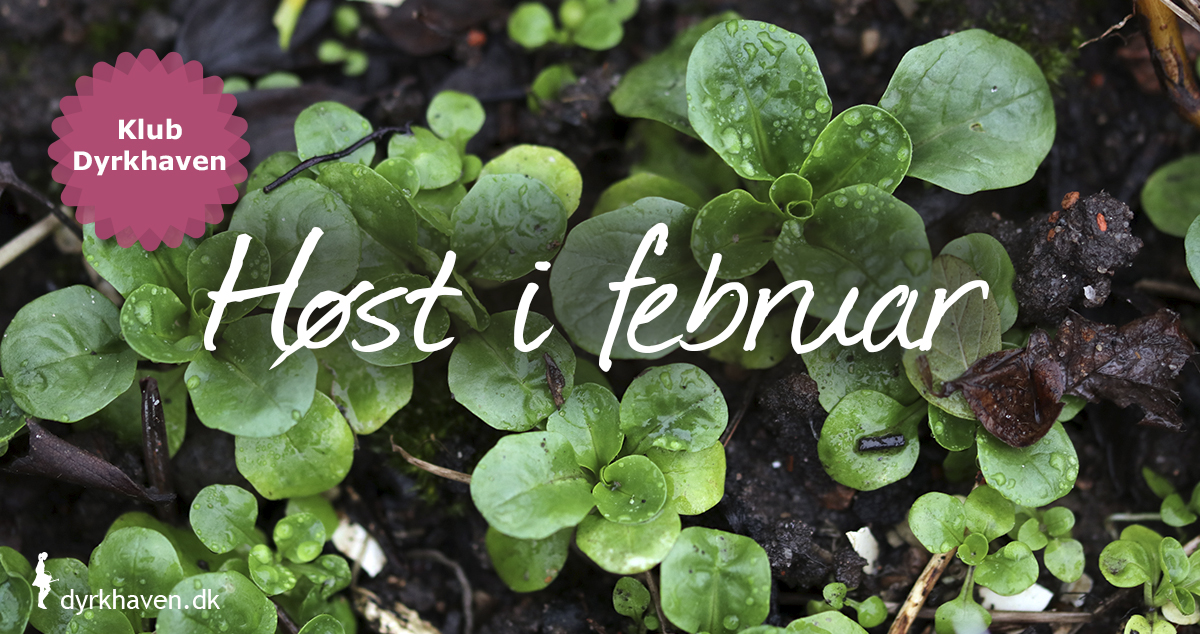 Selv sidst på vinteren i februar kan der være lækre grøntsager at hente i køkkenhaven - Klub Dyrkhaven gør det nemt at dyrke have