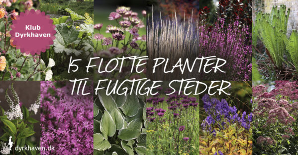15 flotte blomster og planter til fugtige eller våde steder i haven - Dyrkhaven.dk gør det nemt at dyrke have