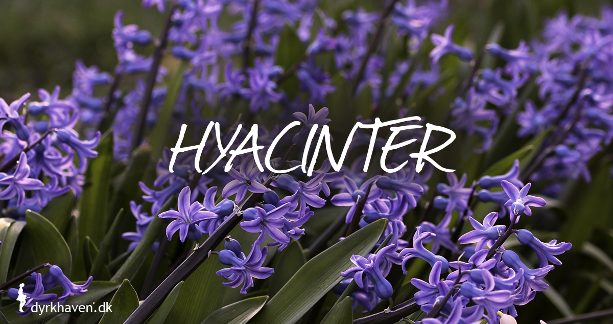 Hyacinter er gode og bi-venlige planter og blomster til de tidlige og første bier om foråret - Dyrkhaven.dk gør det nemt at dyrke have