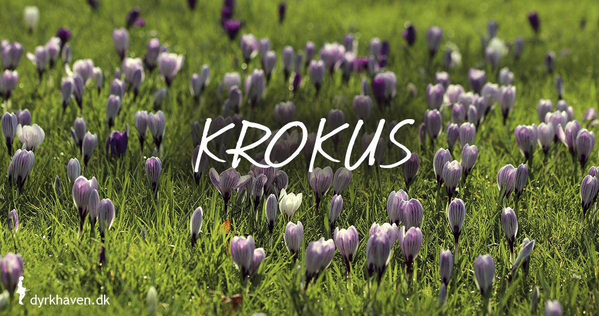 Krokus er gode og bi-venlige planter og blomster til de tidlige og første bier om foråret - Dyrkhaven.dk gør det nemt at dyrke have
