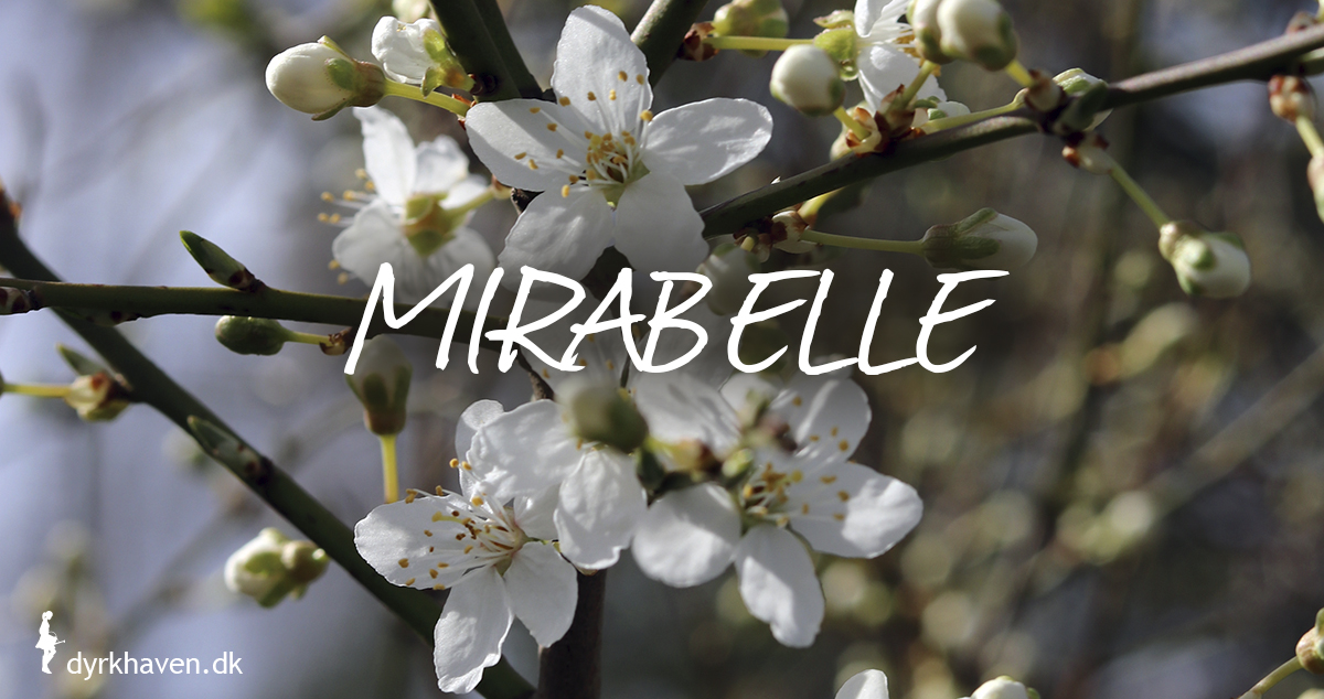 Mirabelle er gode og bi-venlige planter og blomster til de tidlige og første bier om foråret - Dyrkhaven.dk gør det nemt at dyrke have