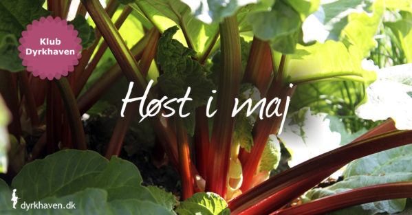 I maj er det begrænset, hvad man kan høste i haven. Dog er der rabarber, asparges i overflod og spæde babygrøntsager - Klub Dyrkhaven