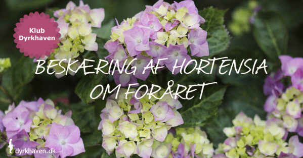 Sådan beskærer du hortensia om foråret - Dyrkhaven.dk gør det nemt at dyrke have
