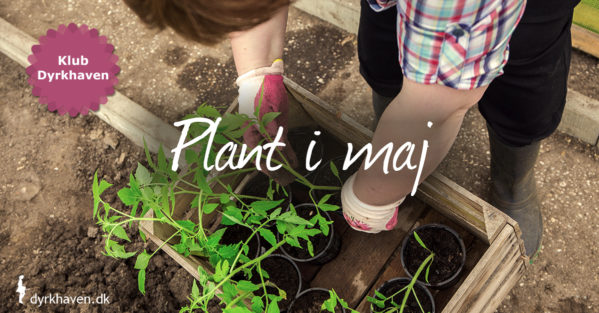 I maj kan man plante træer, buske og stauder, hvis det ikke er for tørt og sidst på måneden kan forspirede planter plantes i haven - Klub Dyrkhaven