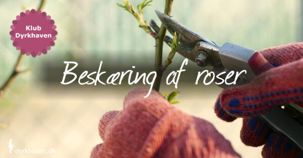 Lær hvordan du beskærer roser i 4 trin - Dyrkhaven.dk gør det nemt at dyrke have