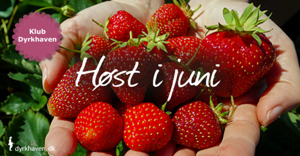 I juni kan der høstes jordbær og andre bær, krydderurter og bladgrønt, nye kartofler m.m. - Klub Dyrkhaven