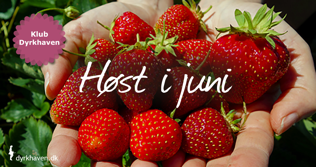 I juni kan der høstes jordbær og andre bær, krydderurter og bladgrønt, nye kartofler m.m. - Klub Dyrkhaven