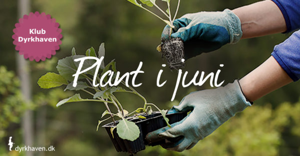 I juni kan varmekrævende udplantningsplanter plantes samt planter i potter, hvis du vander hele sommeren - Klub Dyrkhaven
