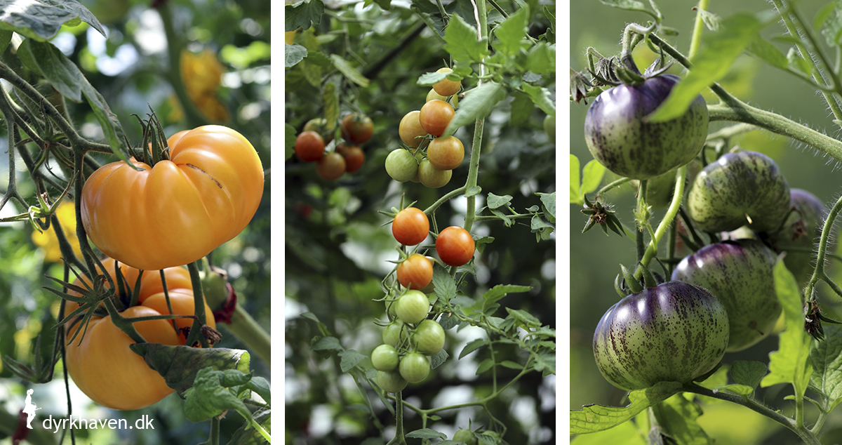 Der findes tusindevis af forskellige slags tomater sorter - Dyrkhaven.dk gør det nemt at dyrke dine have