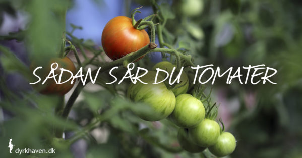 Sådan sår du tomater tomatfrø tomatplanter - Dyrkhaven.dk gør det nemt at dyrke have
