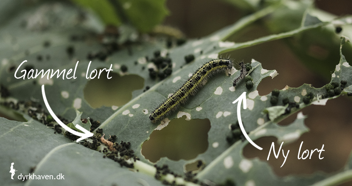Små grønne klumper af larverlort er tegn på angreb af kålorme i din kål - Dyrkhaven.dk gør det nemt at dyrke din have