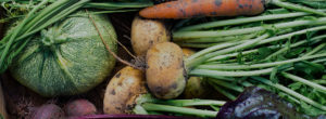 September er den store høstmåned. Her kan du høste grøntsager, bær og frugter fra køkkenhaven og gemme til vinteren - Dyrkhaven.dk gør det nemt at dyrke din have