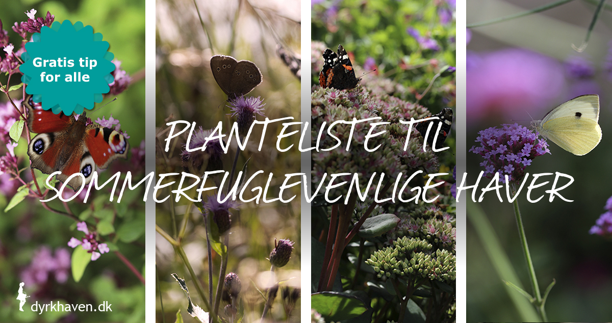 Planteliste til sommerfuglevenlige - Dyrkhaven.dk
