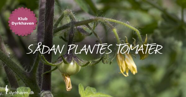Få tips til at plante dine tomatplanter - Dyrkhaven.dk
