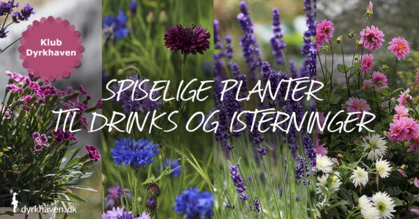 Få 12 forslag til spiselige blomster som du kan putte i drinks og glas - Dyrkhaven.dk gør det nemt at dyrke have