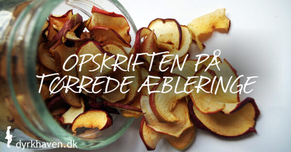 Opskrift på tørrede æbleringe, en sund æblesnack og æblechips - Dyrkhaven.dk