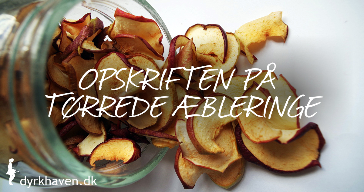 Opskrift på tørrede æbleringe, en sund æblesnack og æblechips - Dyrkhaven.dk