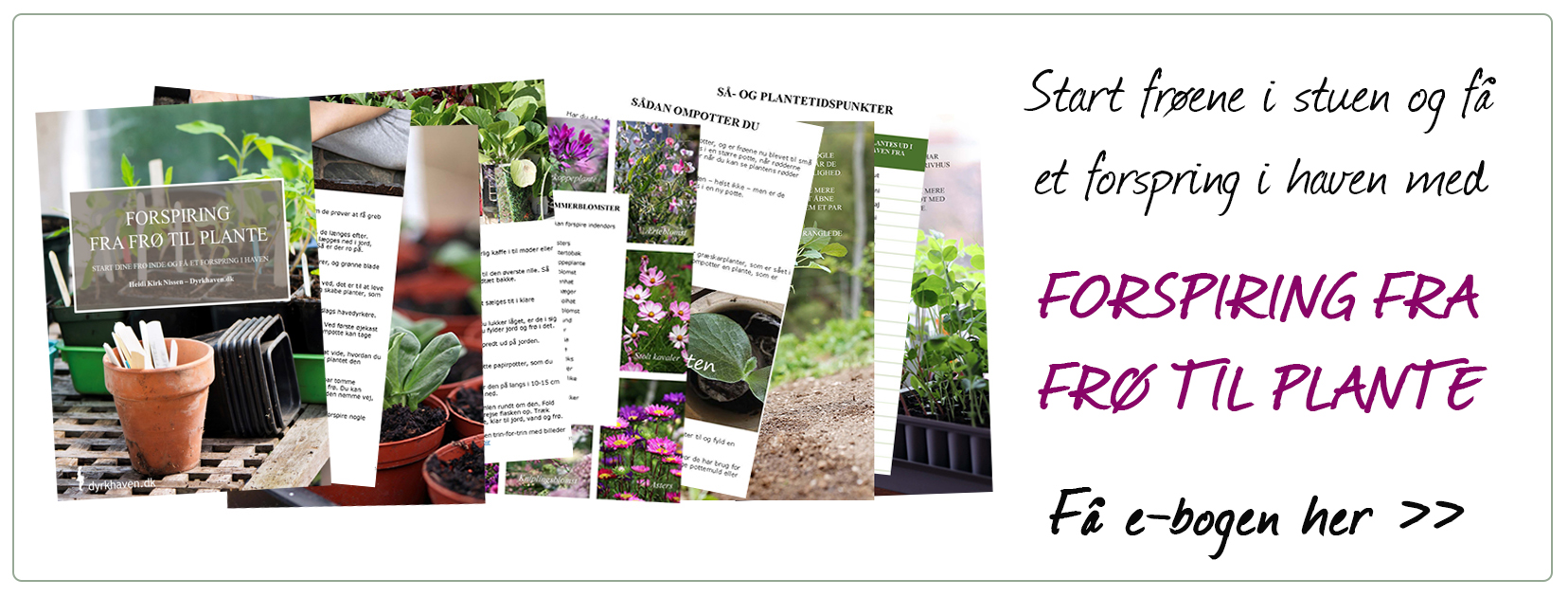 Start frøene indenfor i stuen - forspir dem - og få et forspring i haven med e-bogen Forspiring fra frø til plante