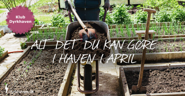 Alle de ting du kan gøre i haven i april, hvor havesæsonen starter - Dyrkhaven.dk
