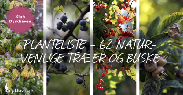 Planteliste med 62 træer og buske til den naturvenlige have - Dyrkhaven.dk