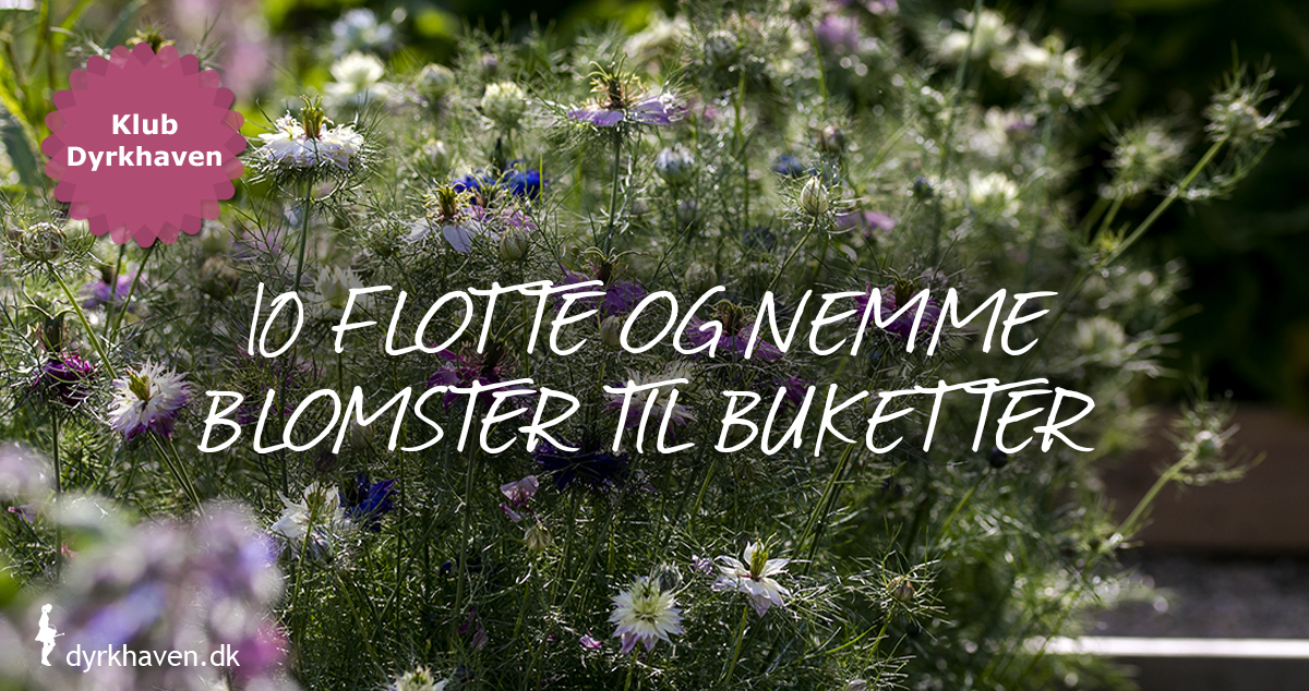 10 flotte og nemme sommerblomster til buketter, du kan dyrke selv - Dyrkhaven.dk