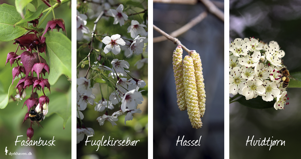 12 træer og buske til den naturvenlige have - fasanbusk fuglekirsebær hassel hvidtjørn - Dyrkhaven.dk