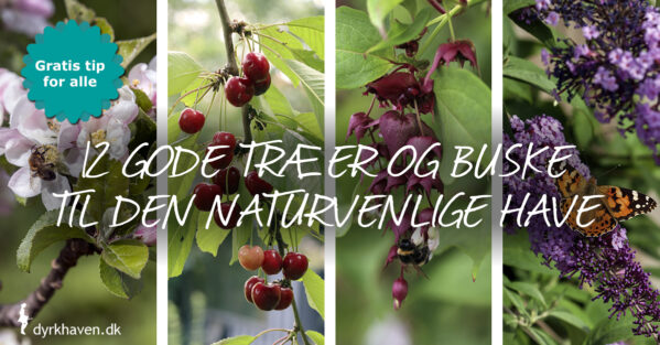 12 gode træer og buske til den naturvenlige have - Dyrkhaven.dk