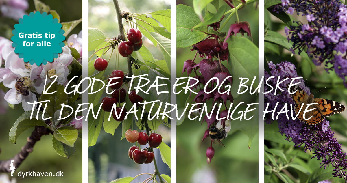 12 gode træer og buske til den naturvenlige have - Dyrkhaven.dk