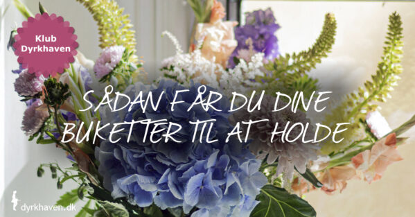 3 tips der får blomsterne i dine blomsterbuketter - buketter - til at holde længere - Dyrkhaven.dk