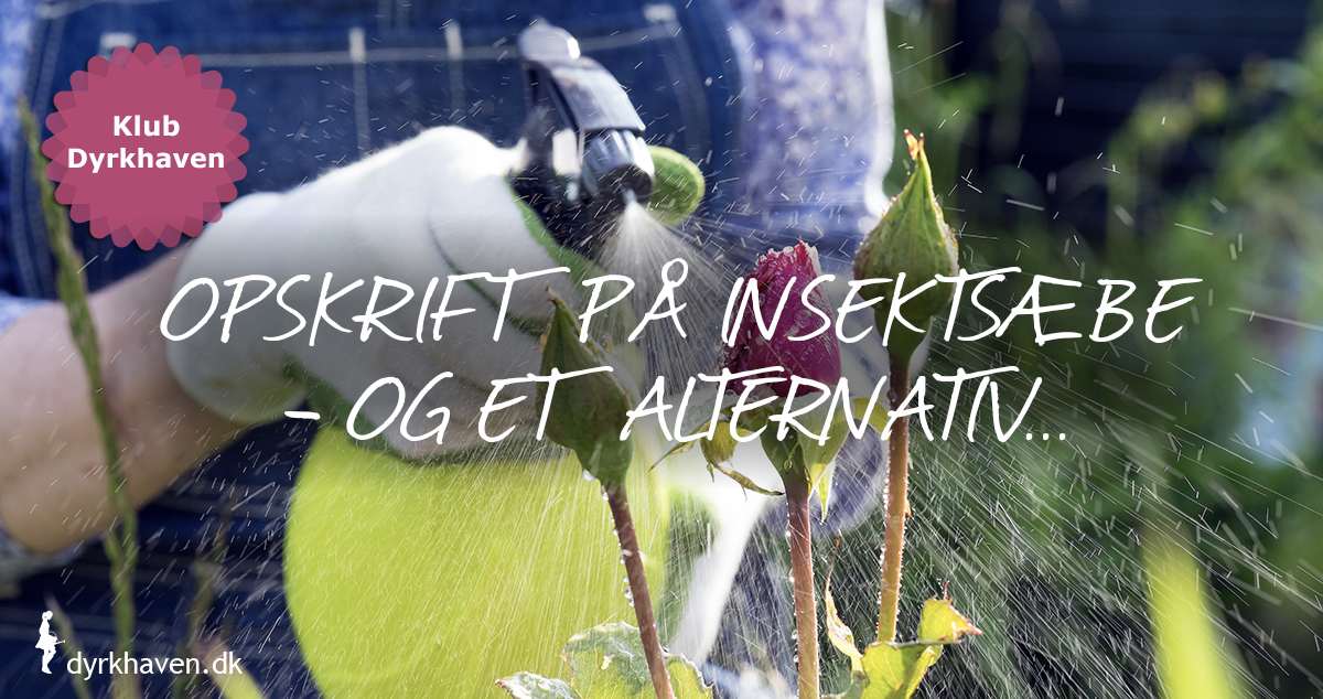 Opskrift på hjemmelavet insektsæbe insektmiddel mod bladlus og et uskadeligt alternativ - Dyrkhaven.dk