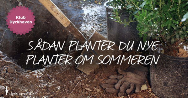 Sådan planter du nye planter om sommeren i sommervarmen - Dyrkhaven.dk