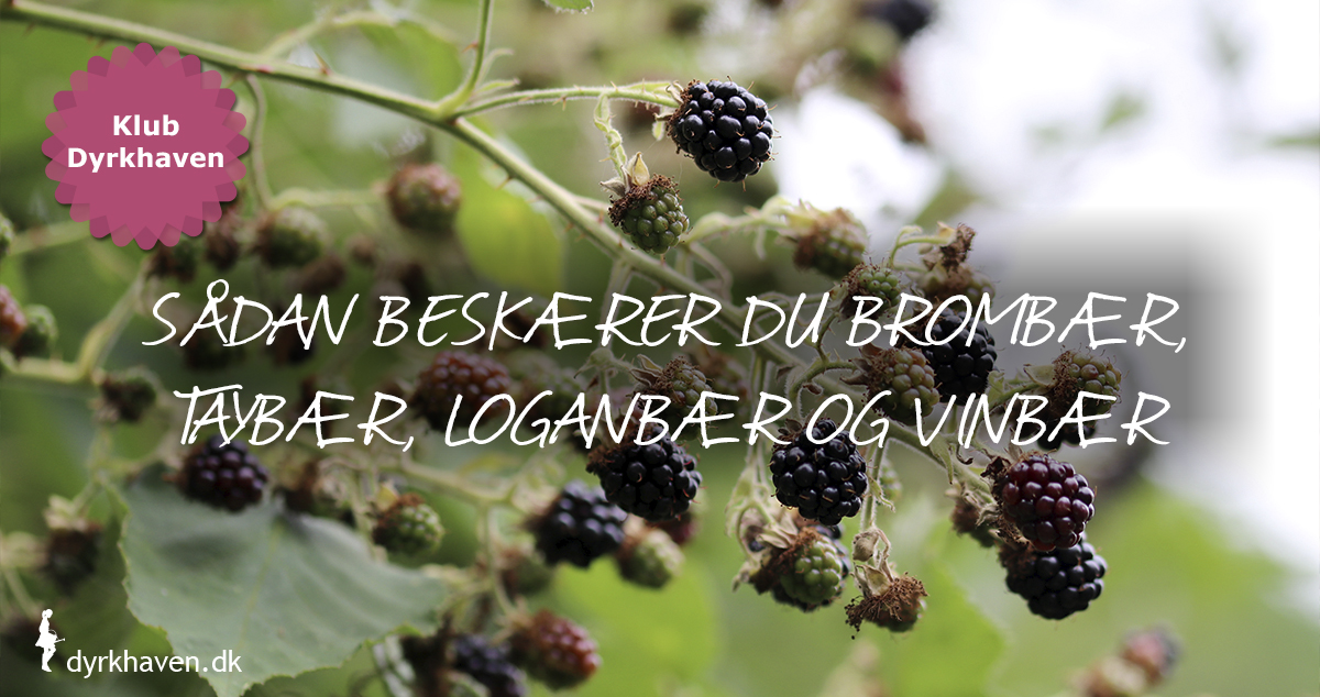 Sådan beskærer du brombær, taybær, loganbær og vinbær - Dyrkhaven.dk
