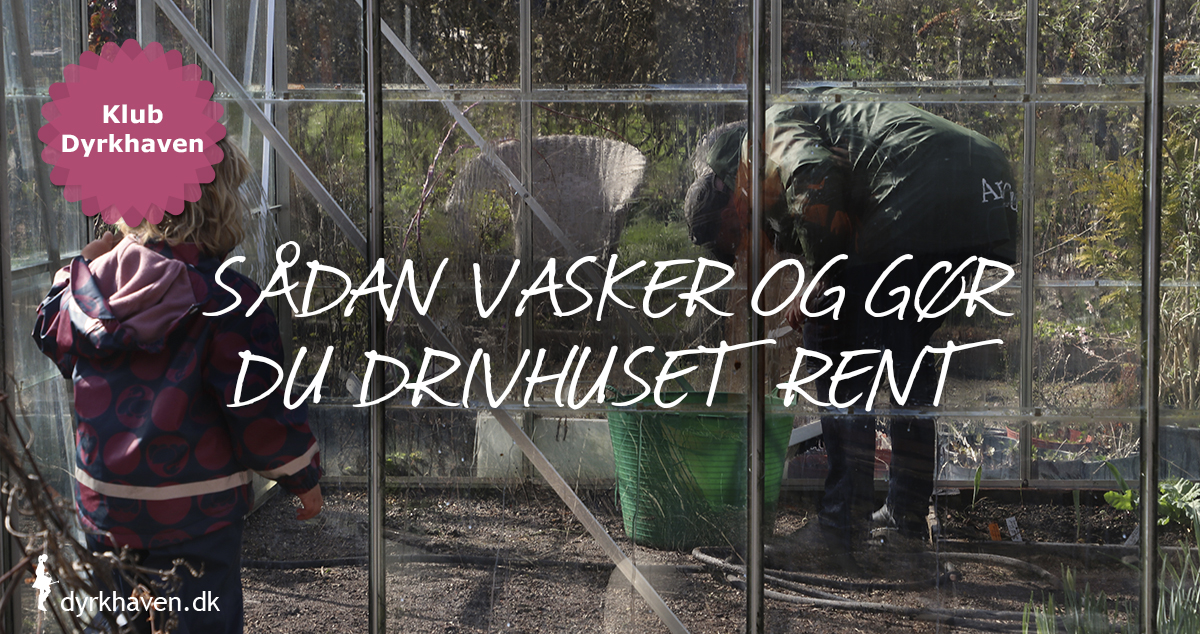 Sådan vasker og gør du drivhuset rent - Dyrkhaven.dk